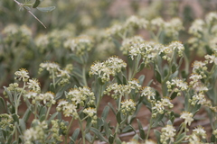 Nitraria sibirica