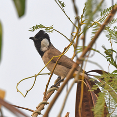 Pycnonotus leucotis