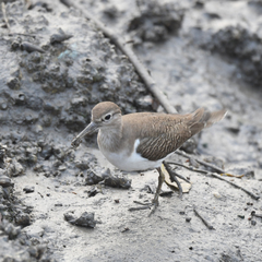 Actitis hypoleucos