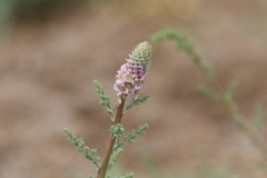 Myricaria bracteata
