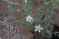 Peganum nigellastrum