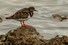 Arenaria interpres