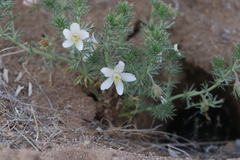 Peganum nigellastrum