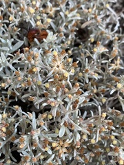Helichrysum tinctum