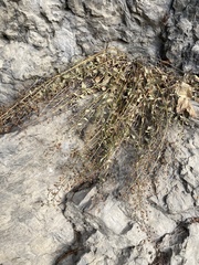 Scrophularia rupestris