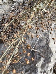 Scrophularia rupestris