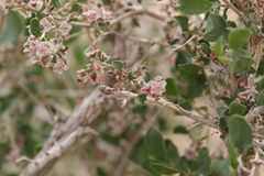 Atraphaxis frutescens