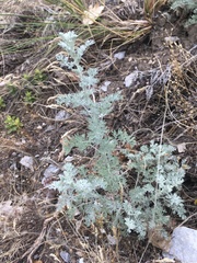 Artemisia vallesiaca