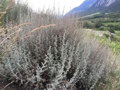 Artemisia vallesiaca