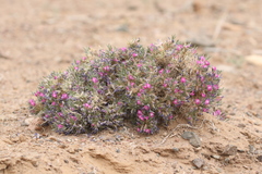 Oxytropis aciphylla