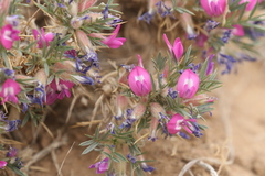 Oxytropis aciphylla