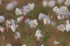 Hypecoum lactiflorum