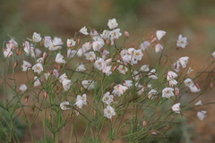 Hypecoum lactiflorum
