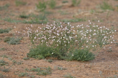 Hypecoum lactiflorum