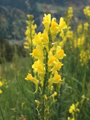 Linaria angustissima