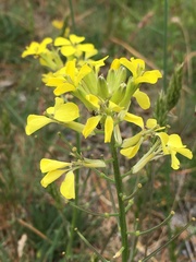 Erysimum rhaeticum