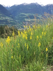 Linaria angustissima