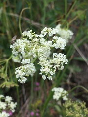 Bunium bulbocastanum