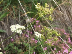 Bunium bulbocastanum