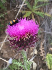 Carduus nutans platylepis