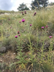 Carduus nutans platylepis