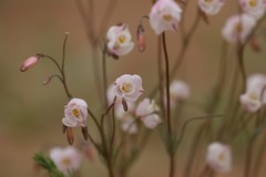Hypecoum lactiflorum