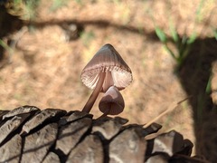 Mycena seynii
