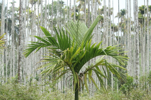 Areca Palm