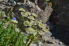 Hymenolaena pimpinellifolia