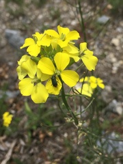 Erysimum rhaeticum