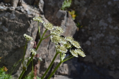 Hymenolaena pimpinellifolia
