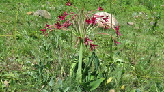 Brunsvigia undulata