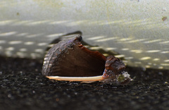 Gonodonta holosericea