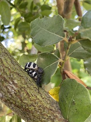 Aegorhinus phaleratus