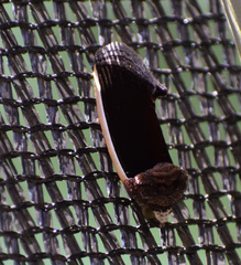 Gonodonta holosericea