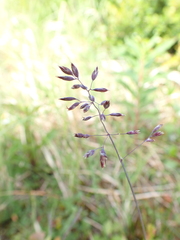 Poa glauca