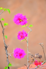 Bougainvillea spectabilis