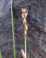 Carex myosuroides