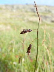 Carex rariflora
