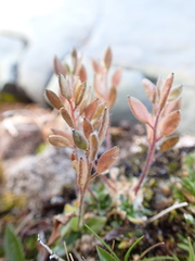 Draba norvegica