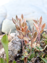 Draba norvegica