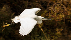 Egretta garzetta
