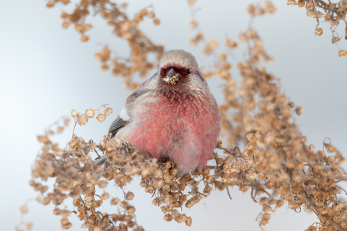 Long-tailed Rosefinch