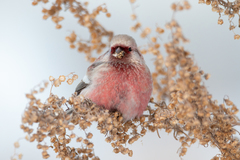 Long-Tailed Rosefinch photo 5