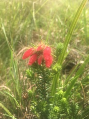 Erica oatesii