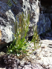 Cardamine bellidifolia