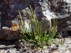 Cardamine bellidifolia