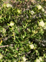Phylica lasiocarpa