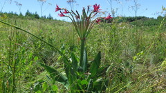 Brunsvigia undulata