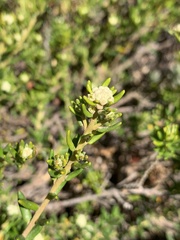 Phylica lasiocarpa